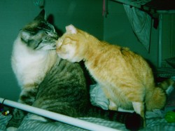/i/CatProducts/cekhermeskiss.jpg