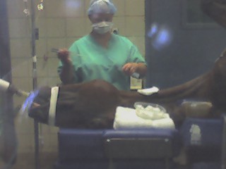 /i/Ginger/surgery4Ginger.jpg