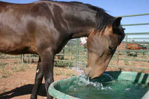 Provide Water for The Ranch Equines for an entire Month!